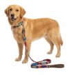Set Collar Y Correa Artesanal Tejido Para Perro Mediano 40cm